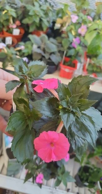received_634505931998500 - 0 Achimenes 2023