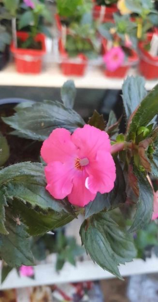 received_1003145604333880 - 0 Achimenes 2023