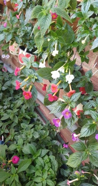 received_347947867562579 - 0 Achimenes 2023