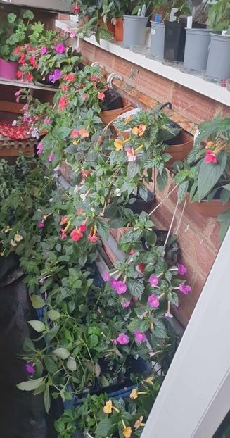 received_240859225165696 - 0 Achimenes 2023