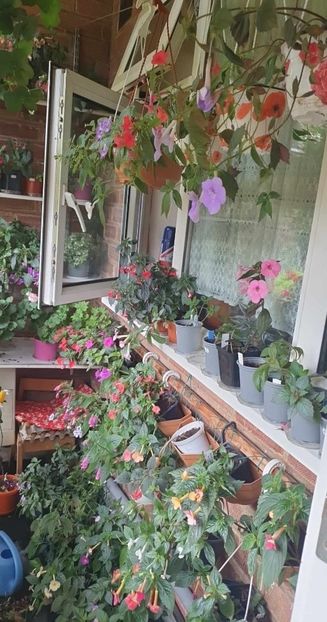 received_5219878308136797 - 0 Achimenes 2023