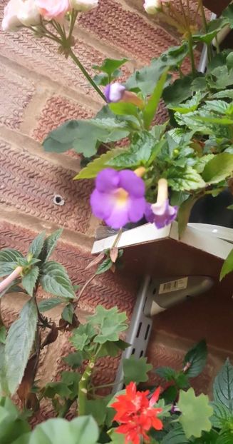 received_210926181775265 - 0 Achimenes 2023