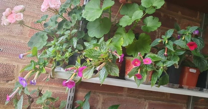 received_139154432604934 - 0 Achimenes 2023