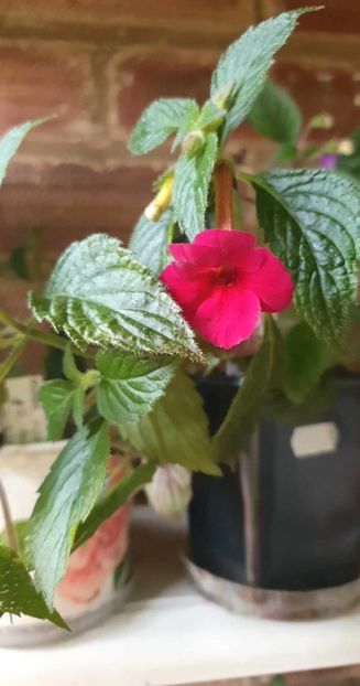 received_990887345497954 - 0 Achimenes 2023