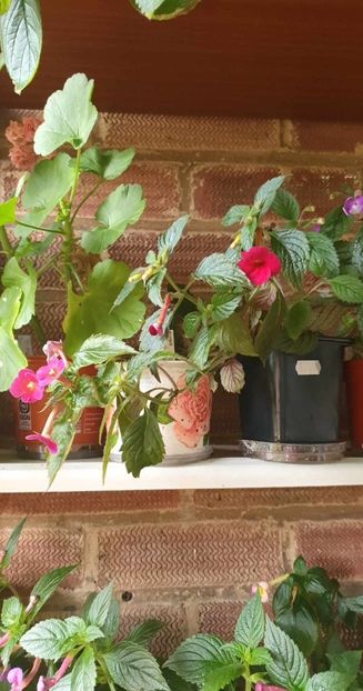 received_274494568771322 - 0 Achimenes 2023