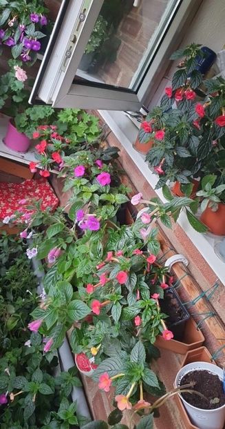 received_713800363905966 - 0 Achimenes 2023