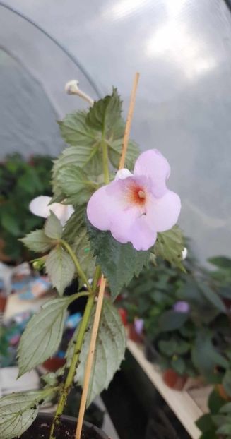 received_1250151525673227 - 0 Achimenes 2023