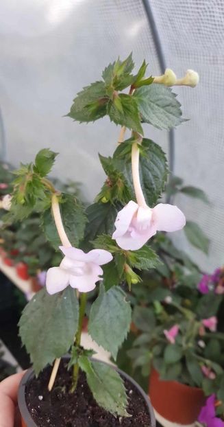 received_860889618713670 - 0 Achimenes 2023