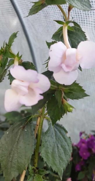 received_196079216714863 - 0 Achimenes 2023