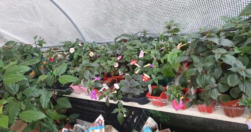 received_1229507777853484 - 0 Achimenes 2023
