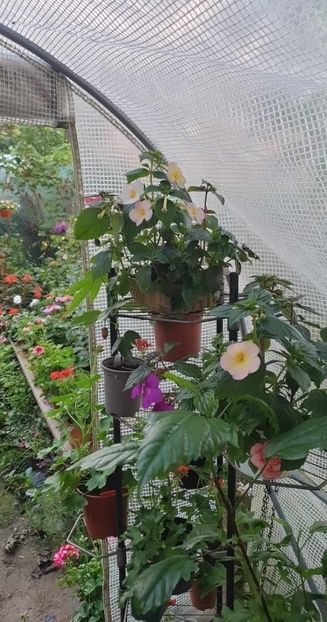 received_1383043025956468 - 0 Achimenes 2023