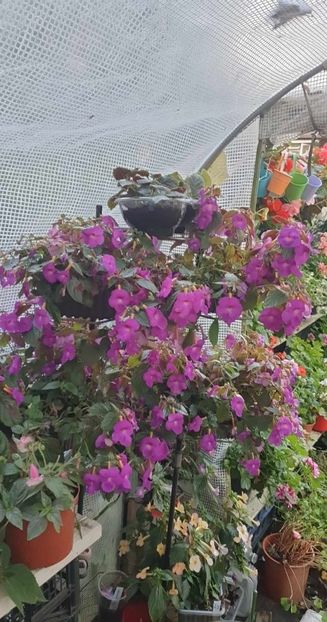 received_682842843439356 - 0 Achimenes 2023