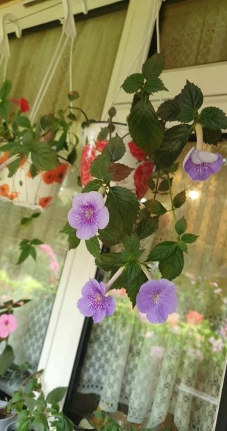 received_641324038105309 - 0 Achimenes 2023