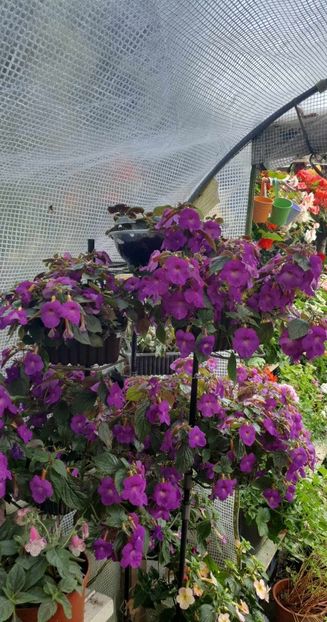received_1024692801901583 - 0 Achimenes 2023
