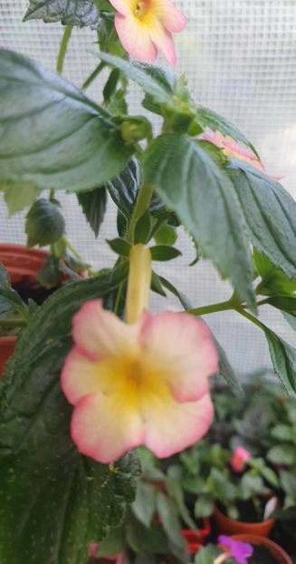 received_627397662852302 - 0 Achimenes 2023
