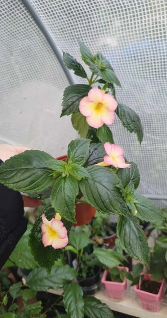 received_2939142156216373 - 0 Achimenes 2023