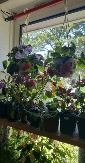 received_659188622889701 - 0 Achimenes 2023
