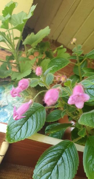 received_9995753140466397 - 0 Achimenes 2023