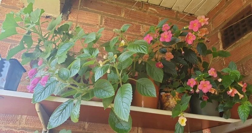 received_279274378221015 - 0 Achimenes 2023