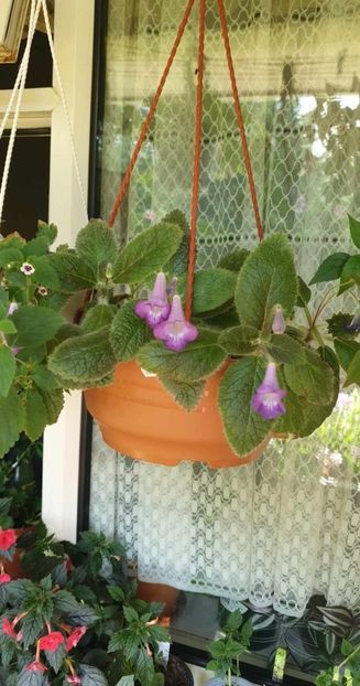 received_1378556759539532 - 0 Achimenes 2023