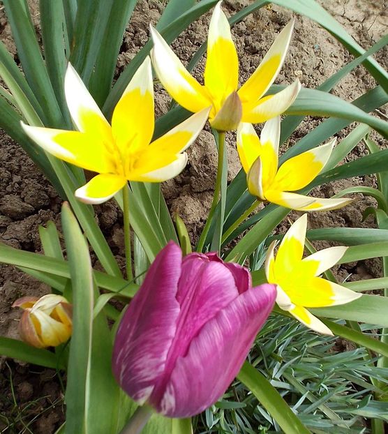  - Gradinuta mea 2023