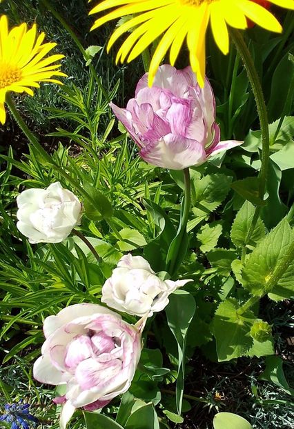  - Gradinuta mea 2023