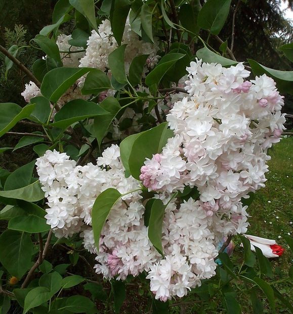  - Gradinuta mea 2023