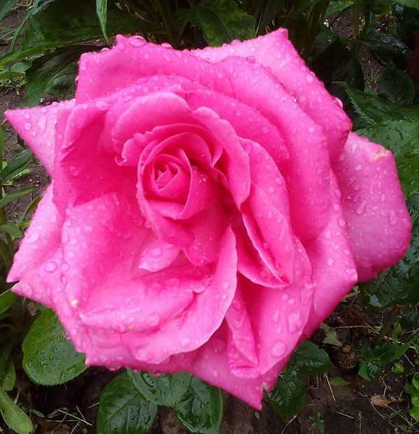  - Gradinuta mea 2023