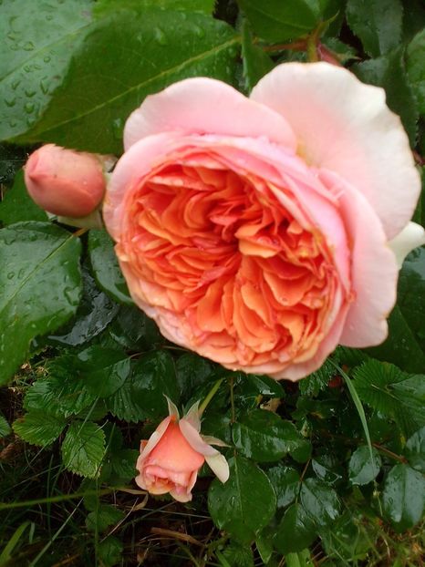  - Gradinuta mea 2023