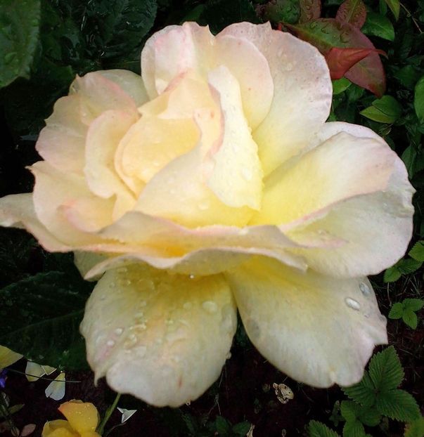  - Gradinuta mea 2023