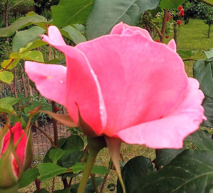  - Gradinuta mea 2023