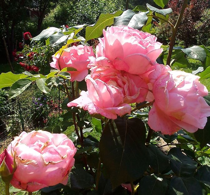  - Gradinuta mea 2023