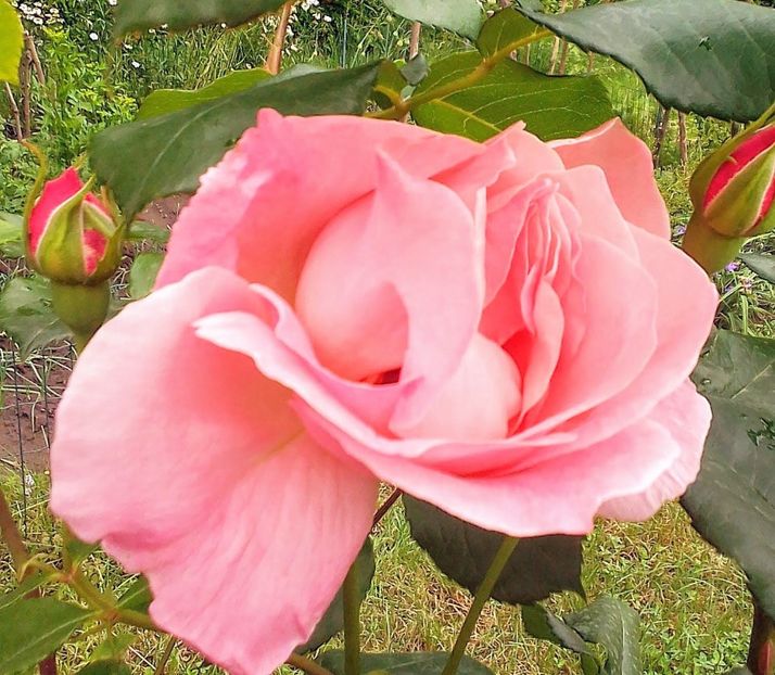  - Gradinuta mea 2023