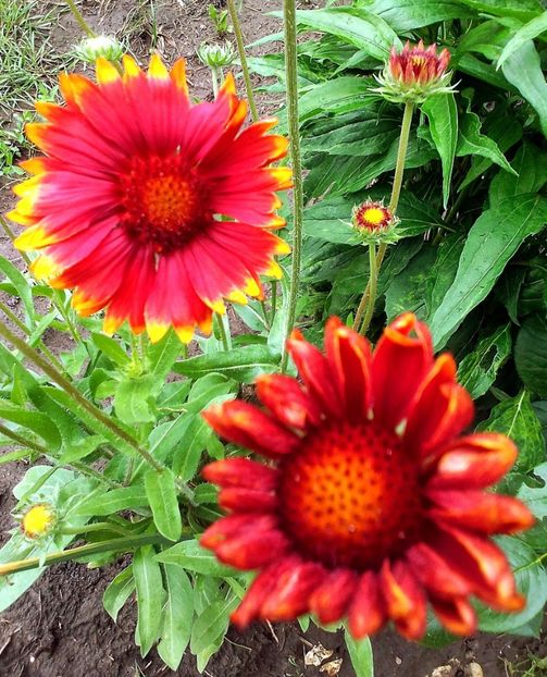  - Gradinuta mea 2023