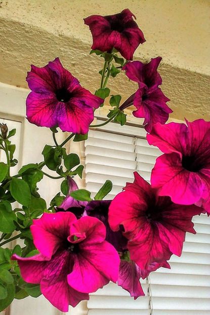  - Gradinuta mea 2023