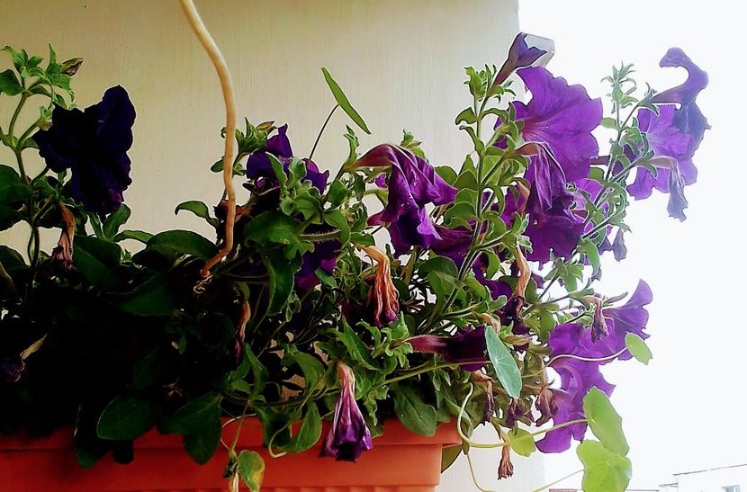  - Gradinuta mea 2023