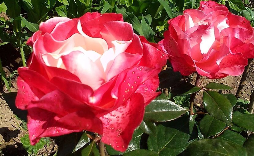  - Gradinuta mea 2023