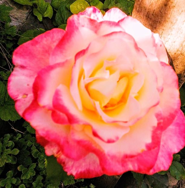  - Gradinuta mea 2023