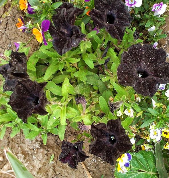  - Gradinuta mea 2023