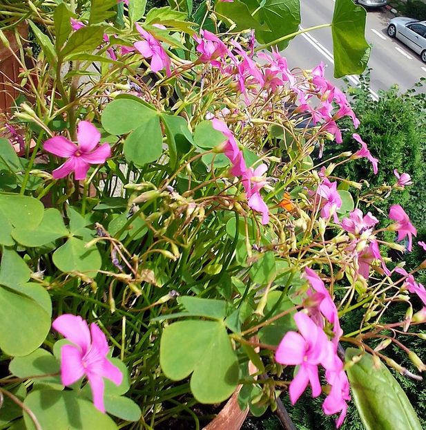  - Gradinuta mea 2023