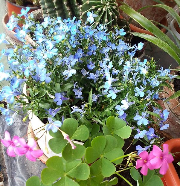  - Gradinuta mea 2023