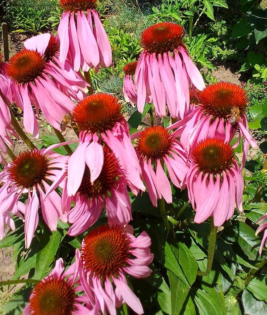  - Gradinuta mea 2023