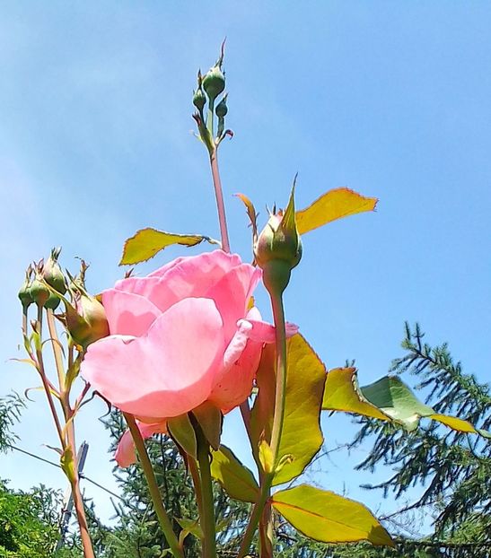  - Gradinuta mea 2023