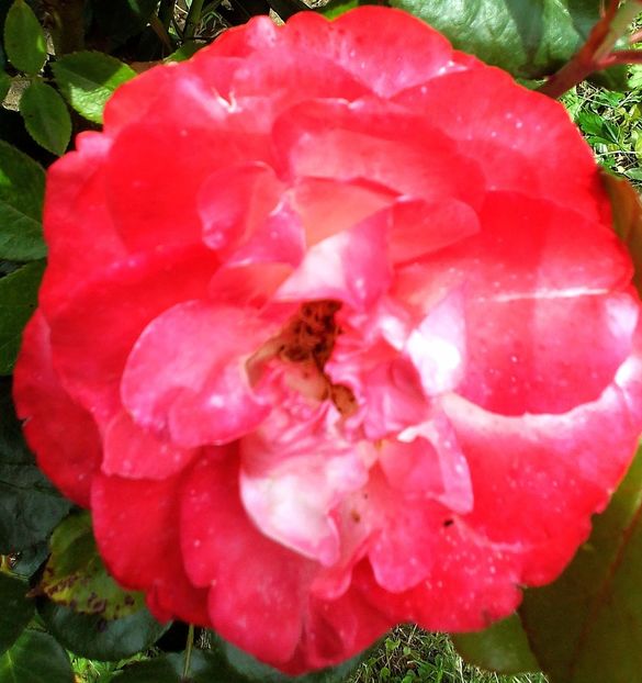  - Gradinuta mea 2023