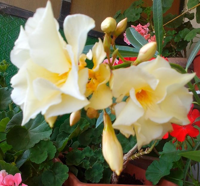  - Gradinuta mea 2023