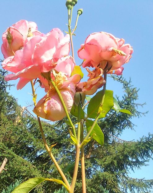  - Gradinuta mea 2023