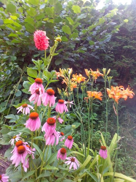  - Gradinuta mea 2023