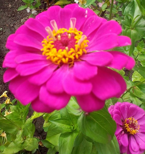  - Gradinuta mea 2023