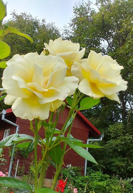  - Gradinuta mea 2023