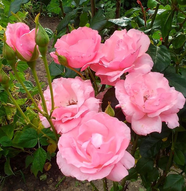  - Gradinuta mea 2023